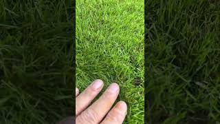 6 weeks 😎 lawncare lawn grass [upl. by Fleming]