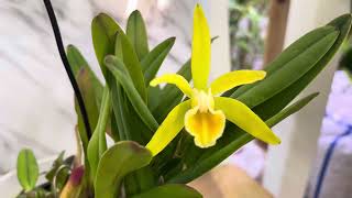 Cattleya luteola blooming [upl. by Nikos]