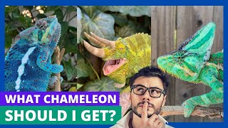 Chameleon Species Showdown Find Your Ideal Pet [upl. by Rahcir253]