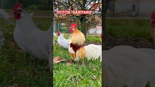 Majestic DUTCH BANTAM roosters crowing bantams bantamchickens dutchbantams rooster chickens [upl. by Edra]