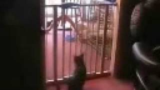 Best Cat Jump Ever JUMPS OVER BABY GATE [upl. by Hurless328]