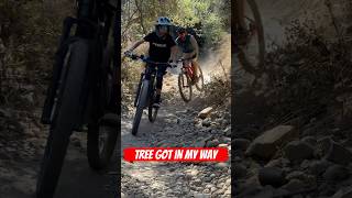 Mountain biking today tree got in my way Feet flying in the air mountainbiking mountianbiking [upl. by Richey]