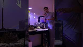 12 gallon reef tank setup aquarium reeftank [upl. by Engedi95]