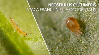 Neoseiulus cucumeris ataca Frankliniella occidentalis [upl. by Mandler]