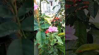 Winter blooming  vasantham vlogs [upl. by Giacopo]