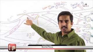 Brachial Plexus Part  3  gims medical video lectures [upl. by Frayda747]