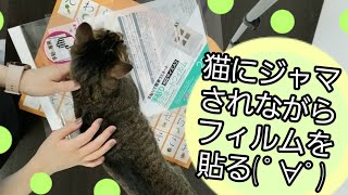 【甘えん坊猫と一緒にフィルム貼り】猫毛が付いちゃう～ ￣￣ [upl. by Enneirb636]