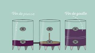 La vinification  une étape cruciale [upl. by Leggat]