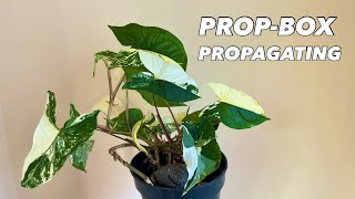 Perlite PropBox Propagation with Syngonium Podophyllum Albo Variegata [upl. by Aneekan]