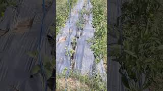 Trellis Installation for Intercrop String Beans [upl. by Nyliahs]