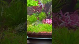 Planted Aquarium with a Pink Carnation shorts [upl. by Gilliette899]