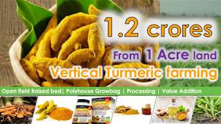 Earn 12 crores with Vertical Turmeric farming Detailed and Accurate information [upl. by Seavey]