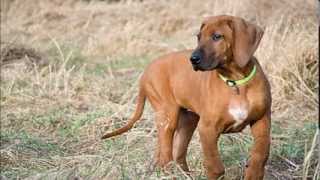 Rhodesian ridgeback Hubby amp tricks 12 weeks [upl. by Ulrike]