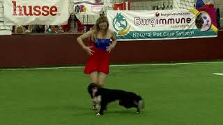 Rhythm amp Roni Sagi OEC Dog Dance 2023 TOP10 [upl. by Ettenav]