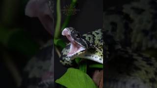 Another insanely beautiful Bush Viper of Ralph’s Fang Foldage [upl. by Sivrup]