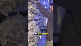 How To Improve Your Yield On Oyster Mushrooms [upl. by Bledsoe]