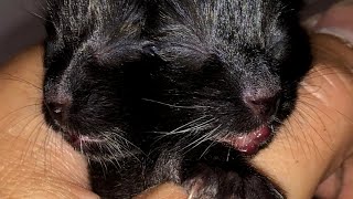 Duo the Kitten With 2 Faces Finds Forever Home With Vet [upl. by Leunammi]