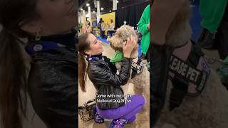 National Dog Show nationaldogshow pups dogs dogshow doglover doglovers dogsofinstagram [upl. by Swope969]