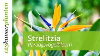 Strelitzia onderhoud [upl. by Jessica708]