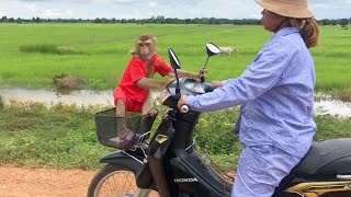 Jason Confident Leisure Ride In Basket To Sightseeing Cow [upl. by Ragnar324]