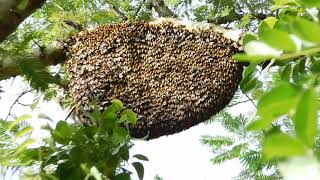 Honey Bee  Killer bees Hive  Bee hive in the wild 2018 [upl. by Aivat]