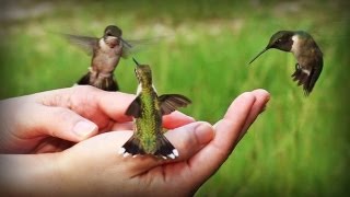 The hummingbirds [upl. by Conlon]