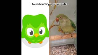 I found duolingo💚tiktok duolingo memes funny animals cute [upl. by Telimay986]