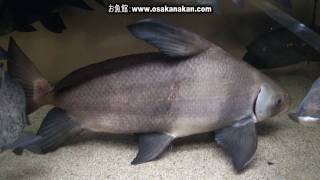 エンツュイ（Chinese sucker Fish）学名：Myxocyprinus asiaticus [upl. by Notsuh995]