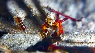 Plaster Bagworm Feeding Frenzy  Macro 4K  aka Household Casebearer Phereoeca Uterella [upl. by Virginie]