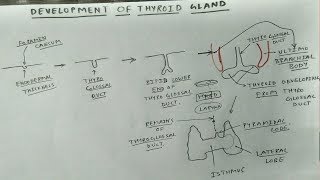 Development of thyroid gland Chart  TCML [upl. by Mariken869]