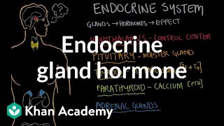 Endocrine gland hormone review  Endocrine system physiology  NCLEXRN  Khan Academy [upl. by Elgna820]