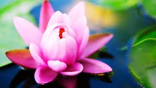 Thai Spa Music  Music for Massage Meditation Destress and Relaxation [upl. by Anelak327]