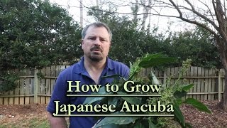 How to grow Japanese Aucuba Evergreen Shade Shrub [upl. by Tricia483]