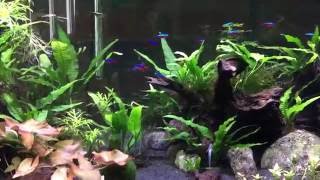 Apistogramma and Tetra aquarium [upl. by Zanahs]