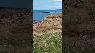 Puffins We visited the Isle of Lunga with Staffa Tours in July Ace wildlife StaffaBoatTours [upl. by Llerehc328]