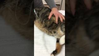 Subkutane Infusion bei der Katze [upl. by Creedon]