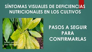 Pasos para confirmar las deficiencias nutricionales en los cultivos [upl. by Eelymmij383]