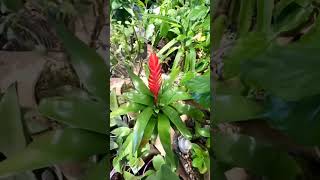 Beautiful Vriesea Carinata Plantsubscribe plants [upl. by Ewan376]