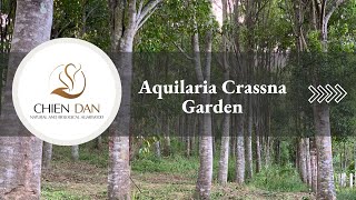 Chien Dan Agarwood  Aquilaria Crassna Garden [upl. by Dranreb892]