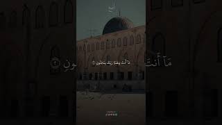 تلاوة تريح القلب 😪 حالات واتس آب 🤍 1ifقرآن [upl. by Lesnah]