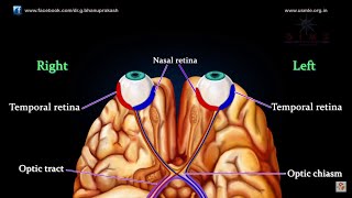 VISUAL PATHWAY ANIMATED  Animated anatomy lectures USMLE Step 1 [upl. by Atinuj390]