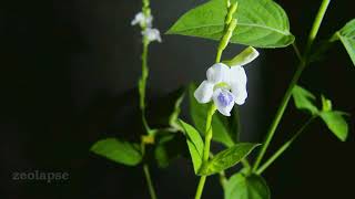 Chinese Violet Asystasia gangetica subsp micrantha Blooming Timelapse [upl. by Cummings]