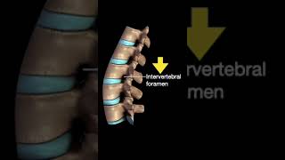 Testing the Vertebral column shorts [upl. by Katuscha82]