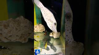 Big filefish beautifully conditioned with pellet feeding in marine tank  THE MARINE AQUARIUM fish [upl. by Zavras]