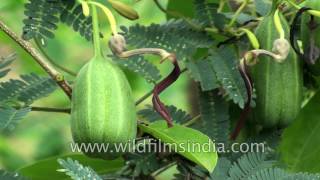 Aristolochia indica or Indian Birthwort  a snake bee and scorpion bite cure [upl. by Elime]