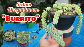 How to Propagate and Care for Sedum Morganianum quot BURRITO quot  bikolanahardinera [upl. by Sholeen818]