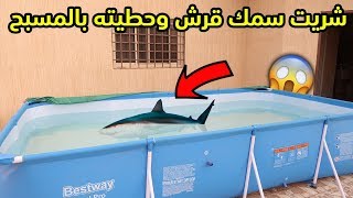 اشتريت سمكة قرش وحطيتها في المسبح  تجربه غير متوقعه  🦈😱 [upl. by Emilia409]