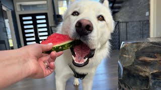 Dog tries watermelon for the first time 🍉 [upl. by Dougal]