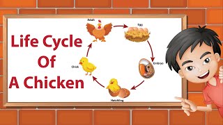 Life Cycle Of A Chicken [upl. by Llennyl438]