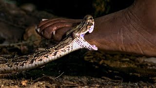 Viper Bite in Slow Mo  BBC Earth [upl. by Eeliah]